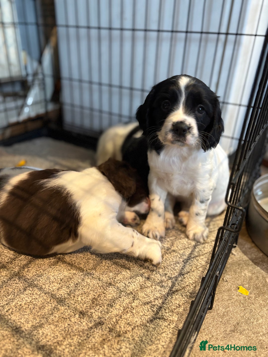 English Springer Spaniel dogs for sale: English springer spaniel working puppies  - Image 3