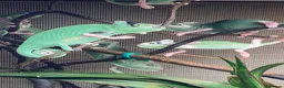 Chameleon reptiles for sale: Yemen Chameleon babies, Normal & Pieds - Advert 10