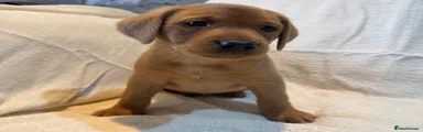 Labrador Retriever 3