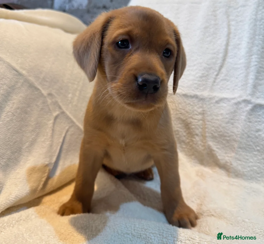 Labrador Retriever dogs for sale: Labradors FOX RED - Advert 2