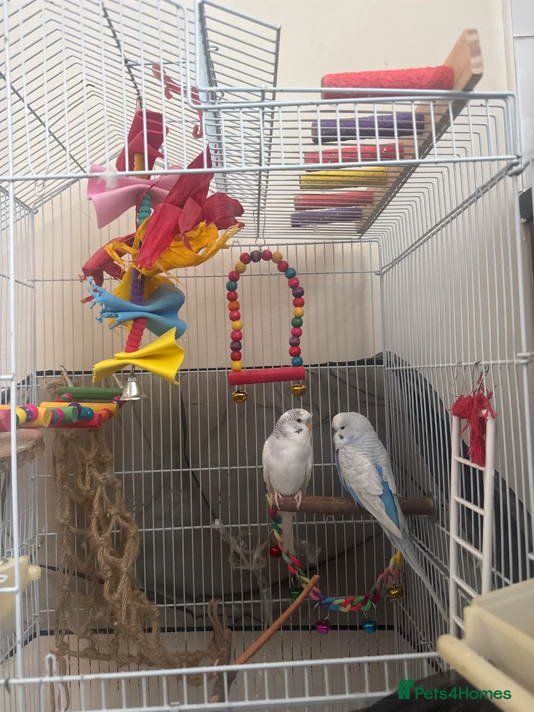 Budgerigars birds for sale: Two Budgies + Large Cage & Accessories  £85 in Coventry - Advert 2