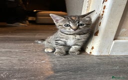 Mixed Breed cats for sale: Ragdoll x Bengal Kittens - Image 1