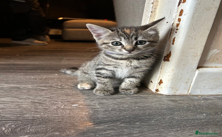 Mixed Breed cats - Advert 10