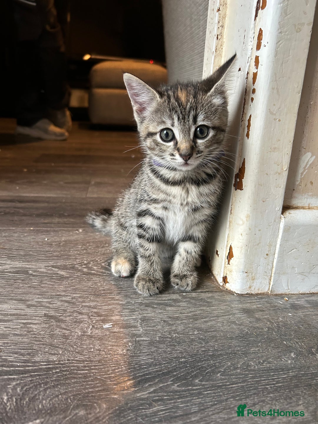 Mixed Breed cats for sale: Ragdoll x Bengal Kittens - Image 1