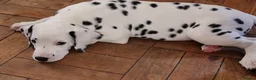 Dalmatian dogs for sale: 2 KC dogs and bitches looking for forever homes. - Advert 8