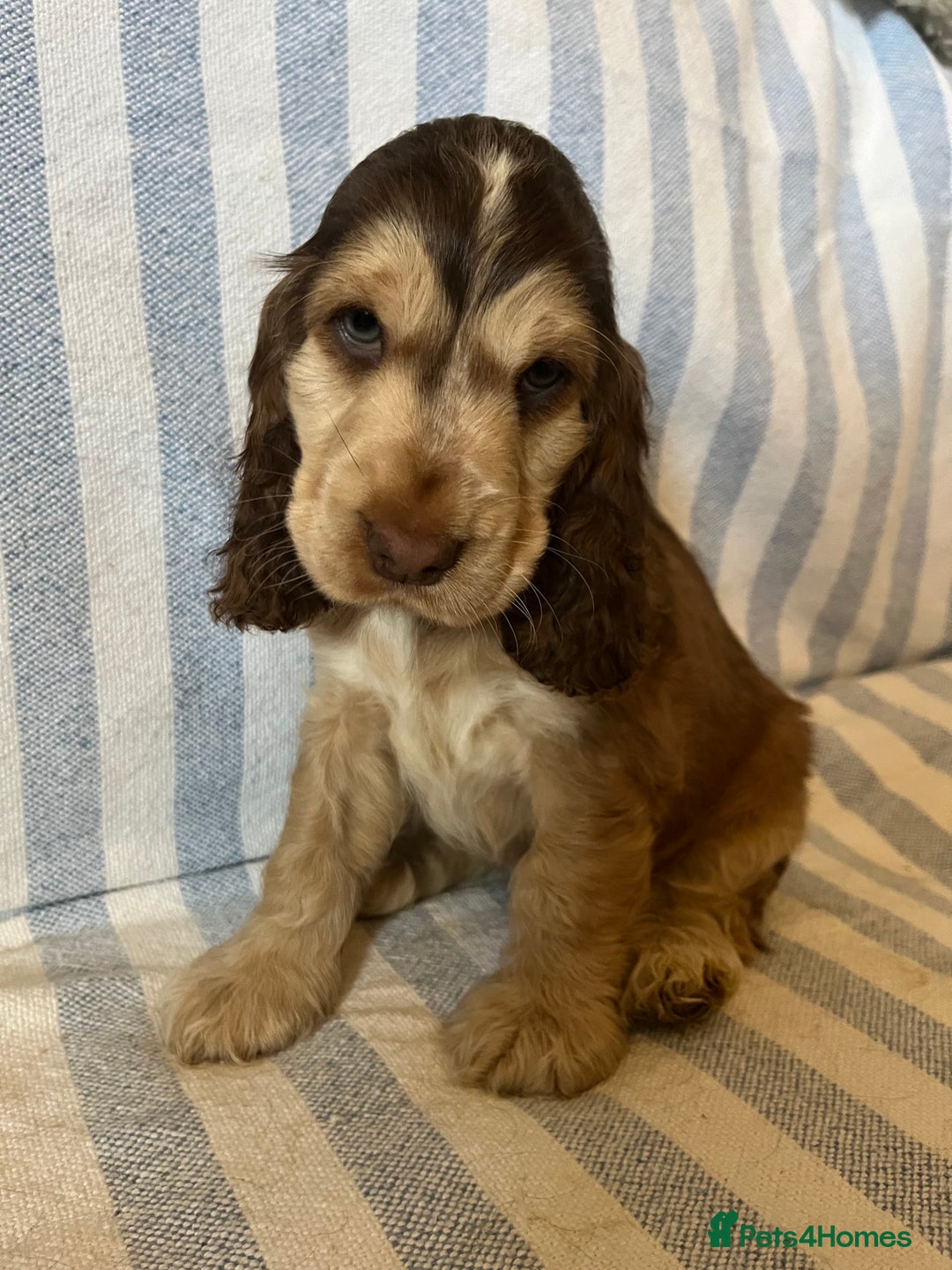 Cocker Spaniel dogs for sale: ADORABLE KC REG SHOW TYPE COCKER SPANIEL PUPPIES - Image 9