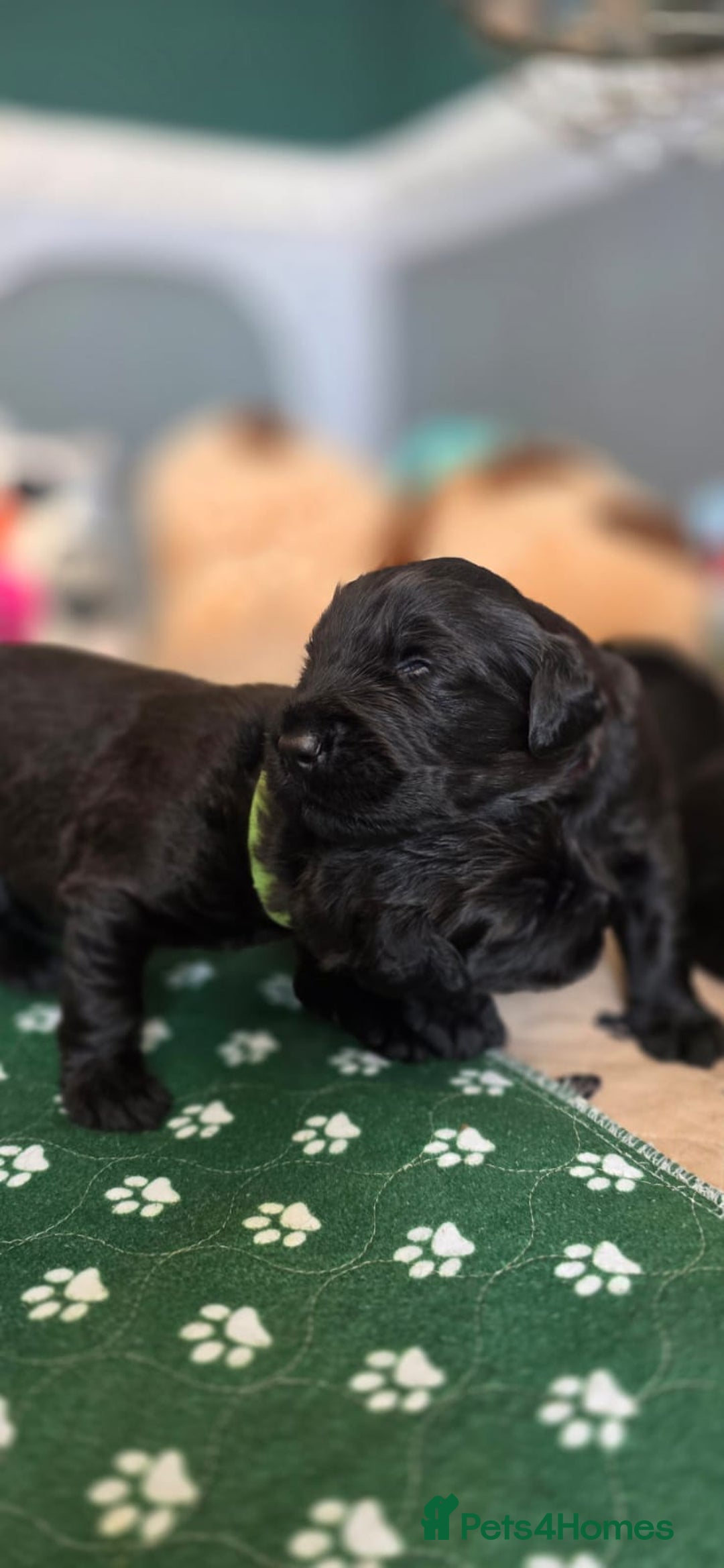 Russian Black Terrier dogs for sale: Russian Black Terrier  - Image 11