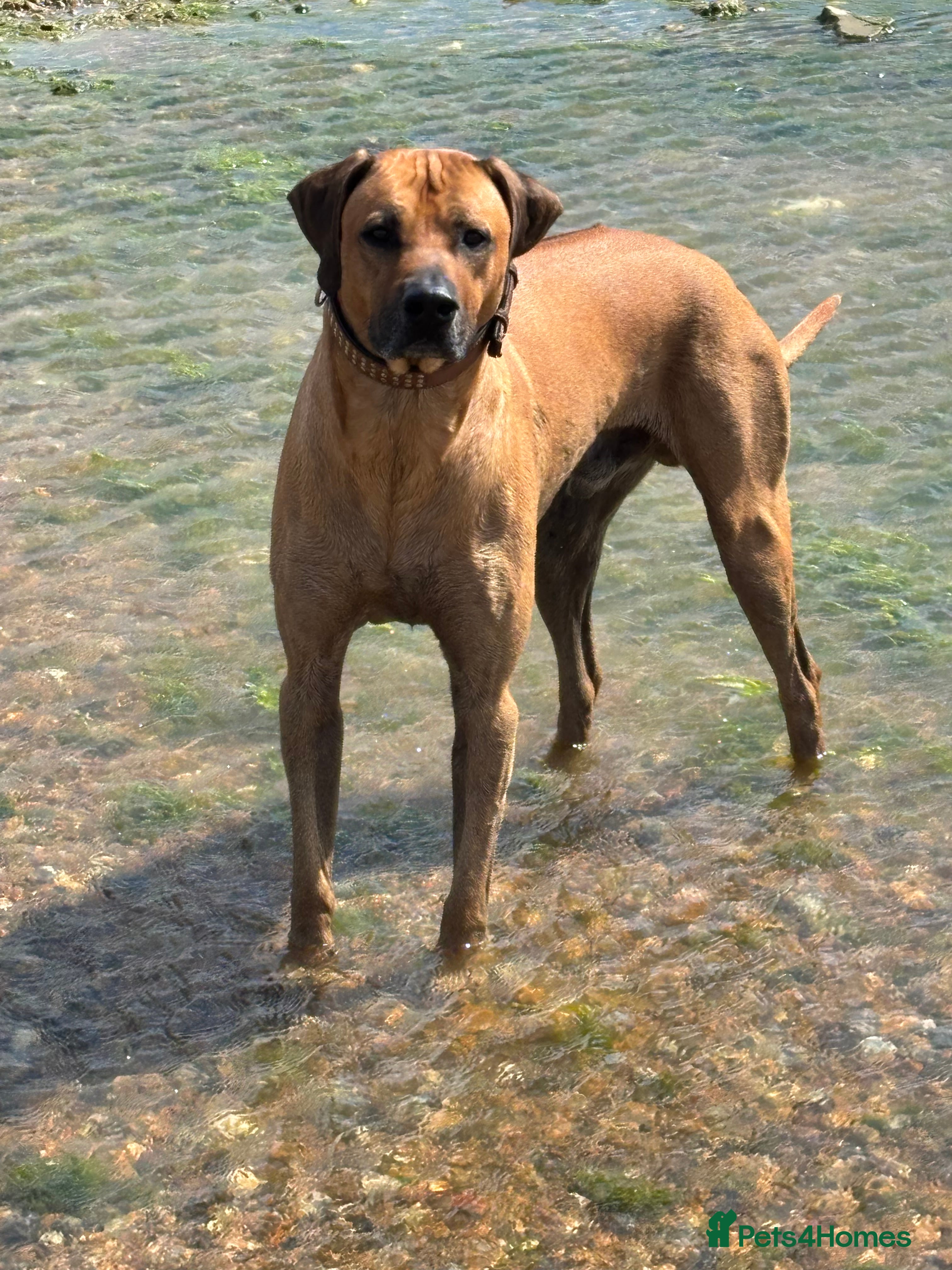 Rhodesian Ridgeback dogs Rhodesian Ridgeback - Advert 13