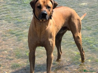 Rhodesian Ridgeback dogs Rhodesian Ridgeback - Advert 1