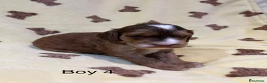 Cockapoo 4