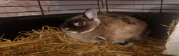 Netherland Dwarf rabbits for sale: Cute little baby Netherland Dwarf boy-Dumpling 🐰 - Advert 7