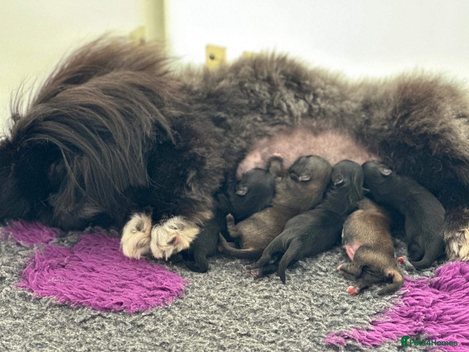 Pekingese dogs Pekingese puppies  - Advert 12