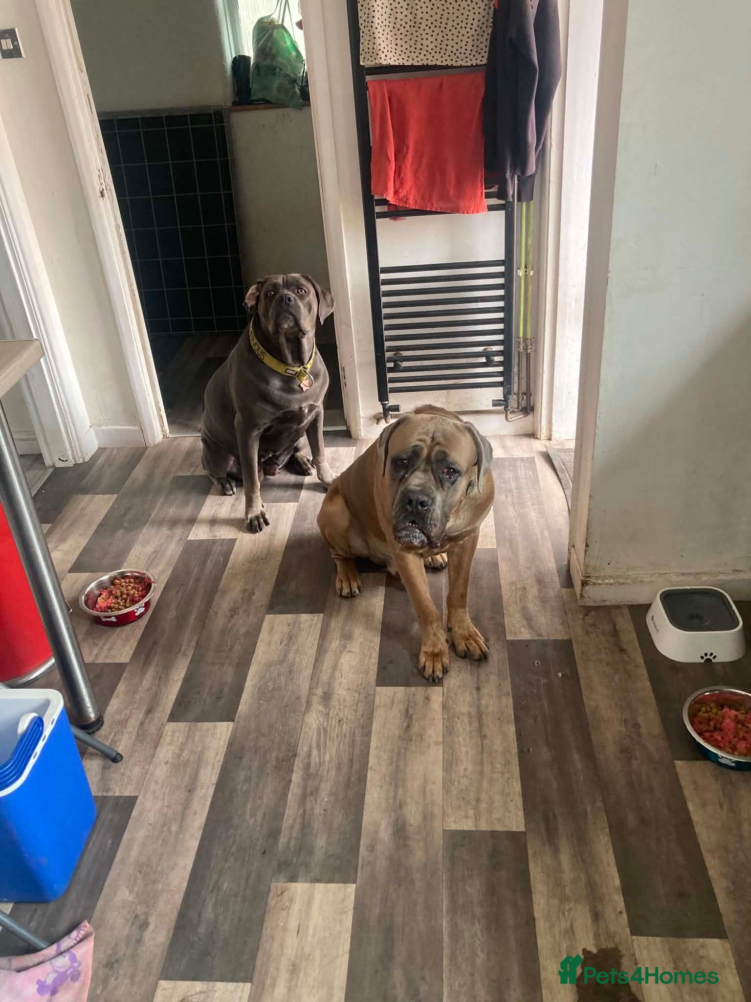 Cane Corso dogs Male and female cane corso  - Advert 1