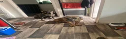 Cane Corso dogs for sale: Male and female cane corso  in Stafford - Advert 1