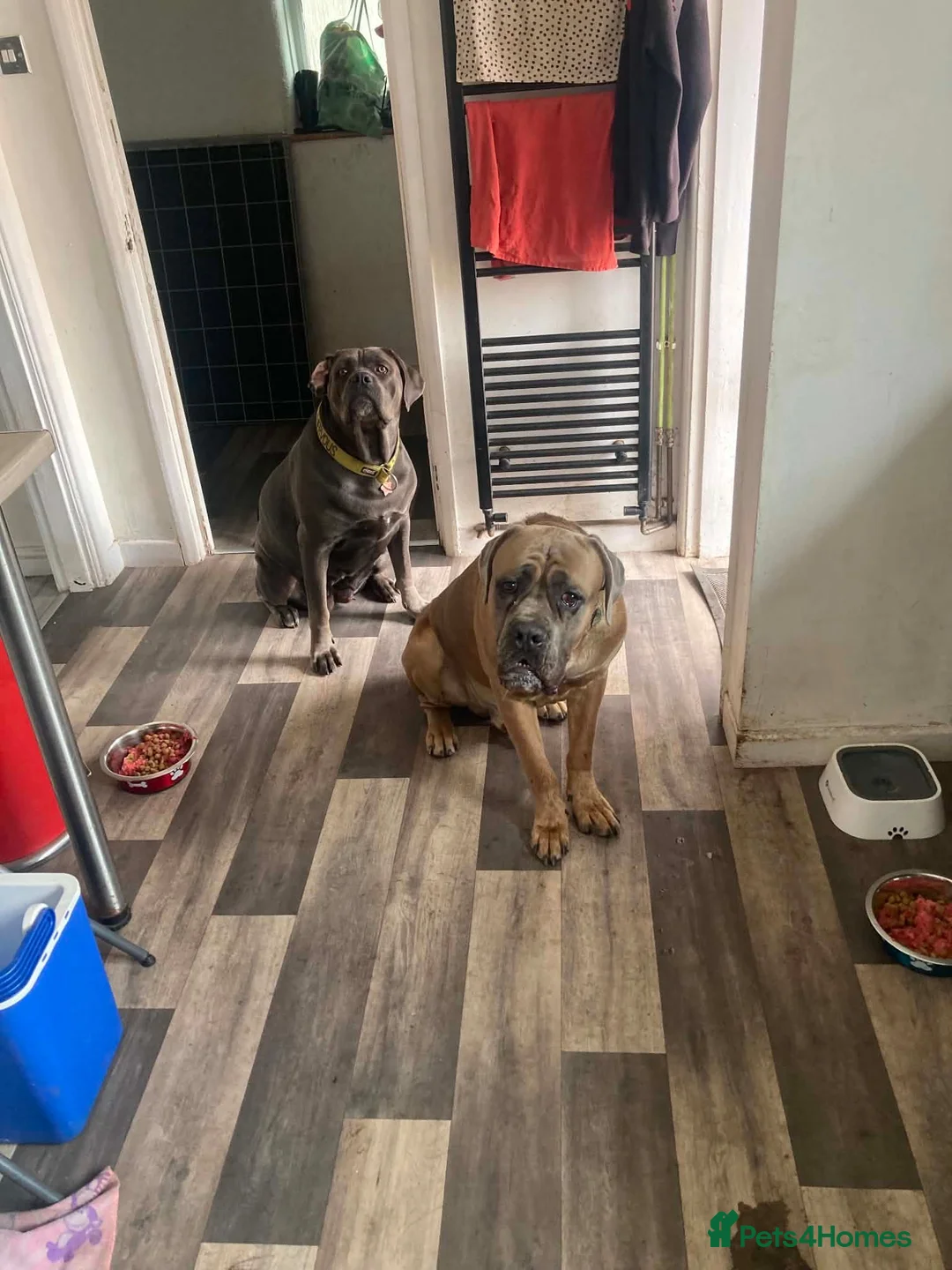 Cane Corso dogs for sale: Male and female cane corso  in Stafford - Advert 1