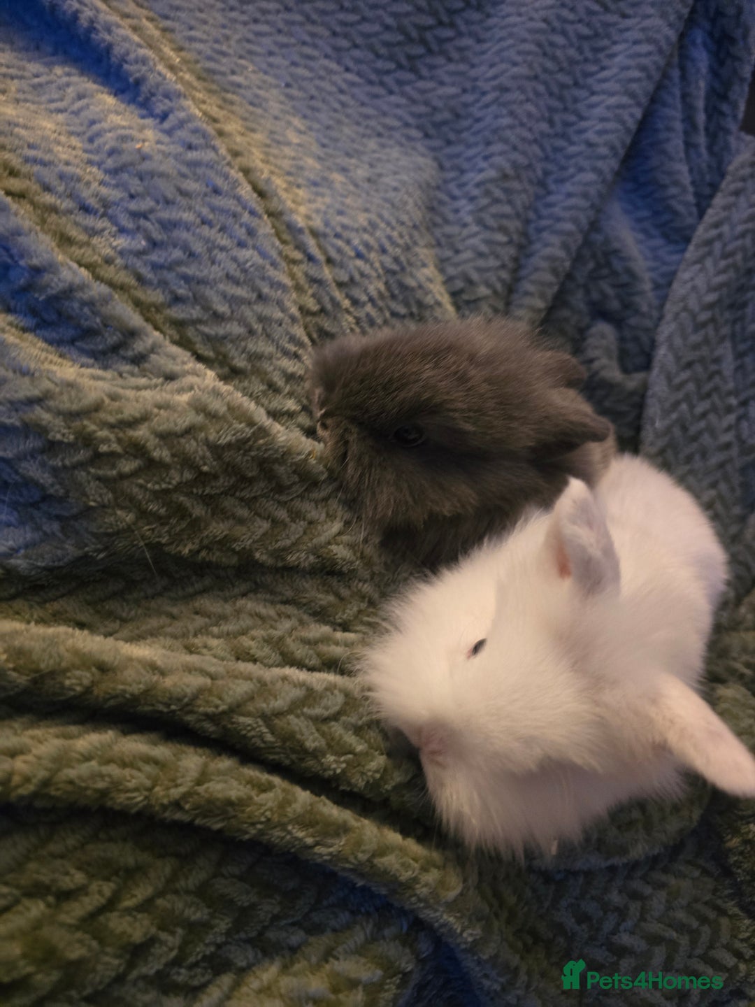 Mixed Breed rabbits for sale: Rabbits for sale.  - Advert 21