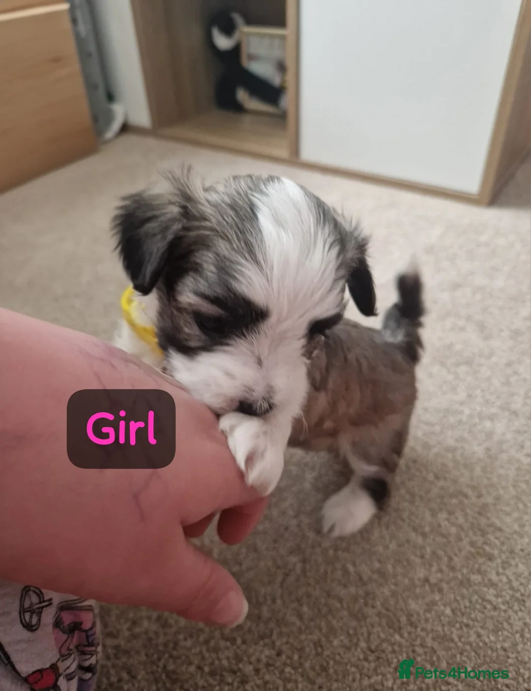 Bichon Frise dogs for sale: 3 bichions for sale - Advert 2