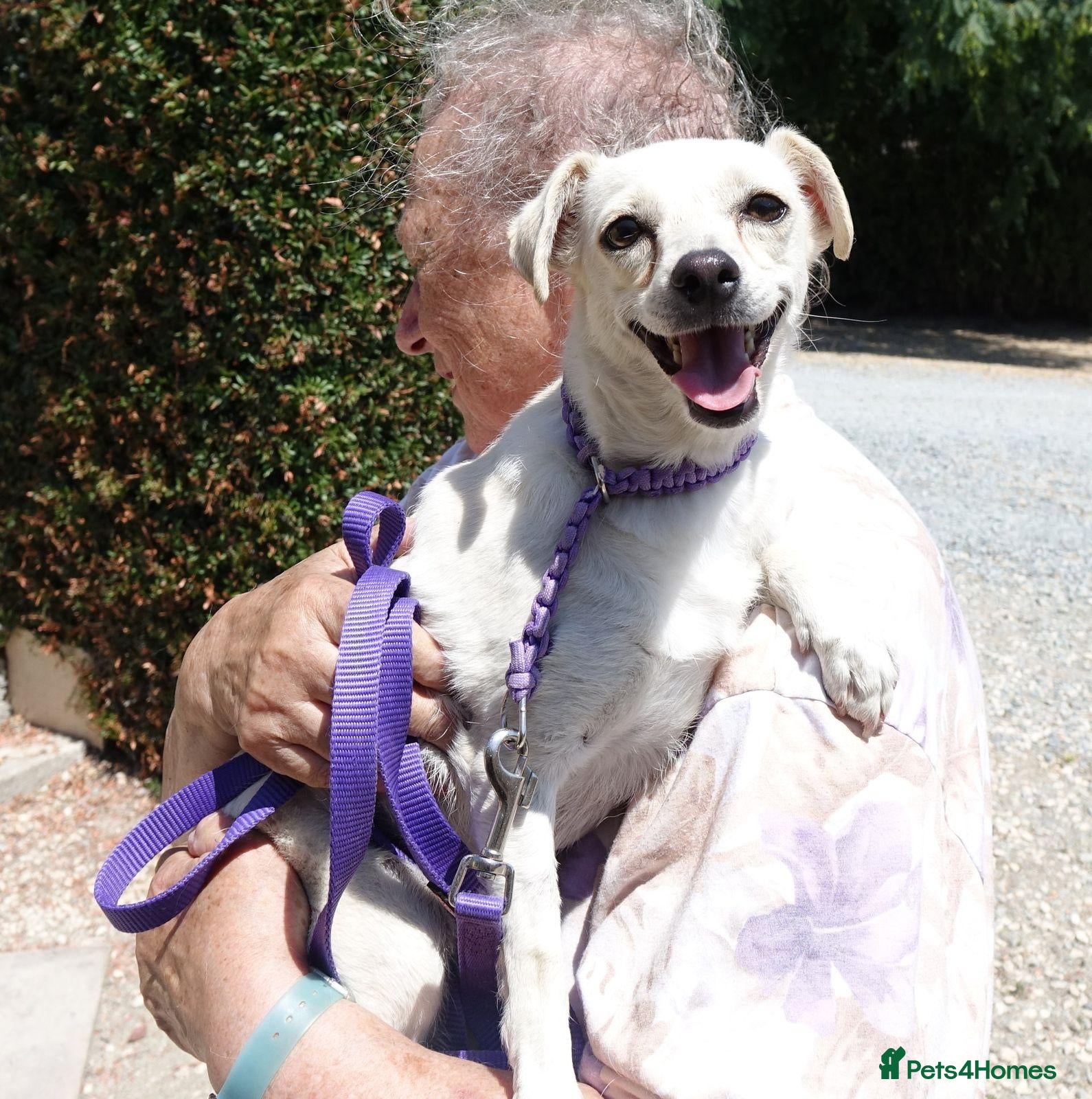 Mixed Breed dogs Sweet Luba is looking for her forever after - Advert 1