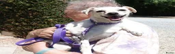 Mixed Breed dogs for adoption: Sweet Luba is looking for her forever after - Advert 1