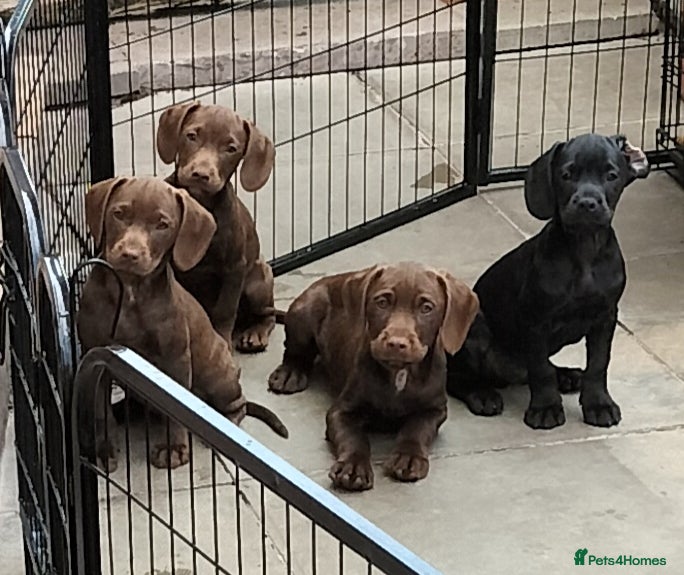Sprocker dogs 2 Beautiful GIRL pups ready NOW - Advert 2
