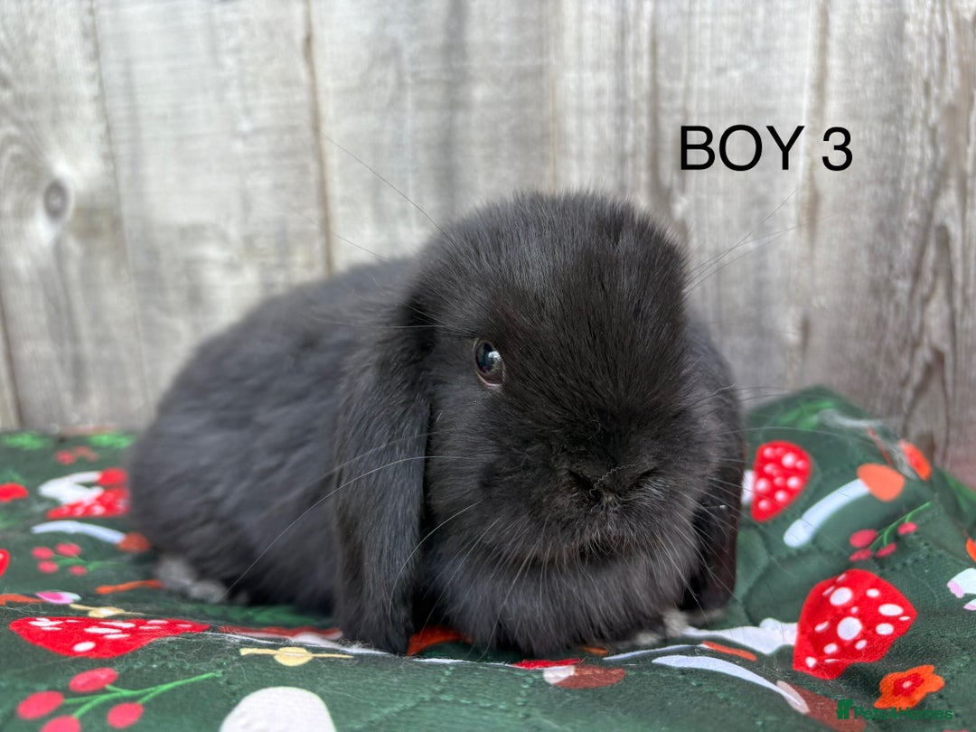 Mini Lop rabbits for sale: Mini lop baby rabbits for sale - Image 2