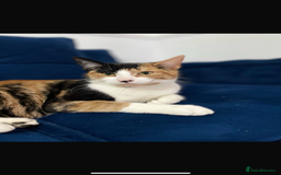 Mixed Breed cats for sale: 11 beautiful kittens  - Image 22