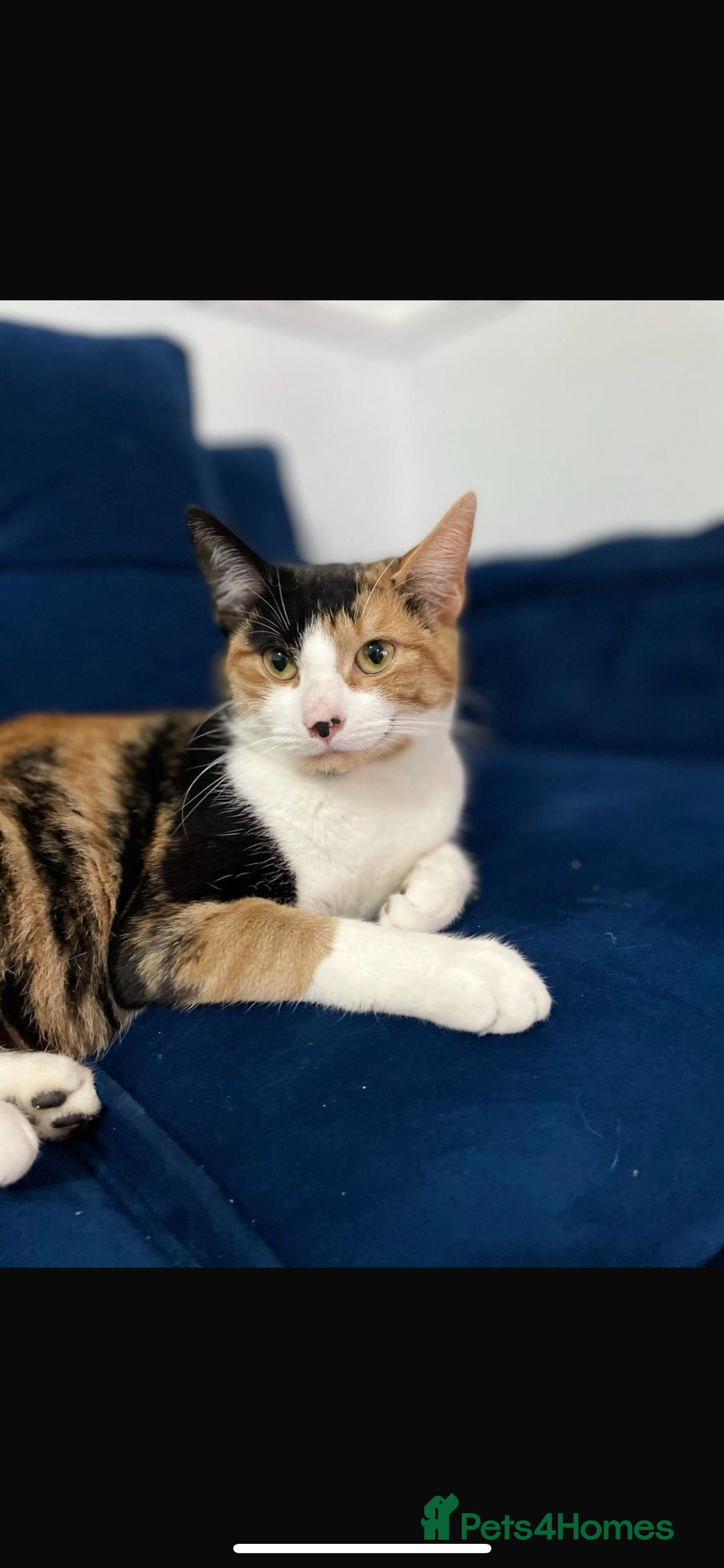 Mixed Breed cats for sale: 11 beautiful kittens  - Image 22