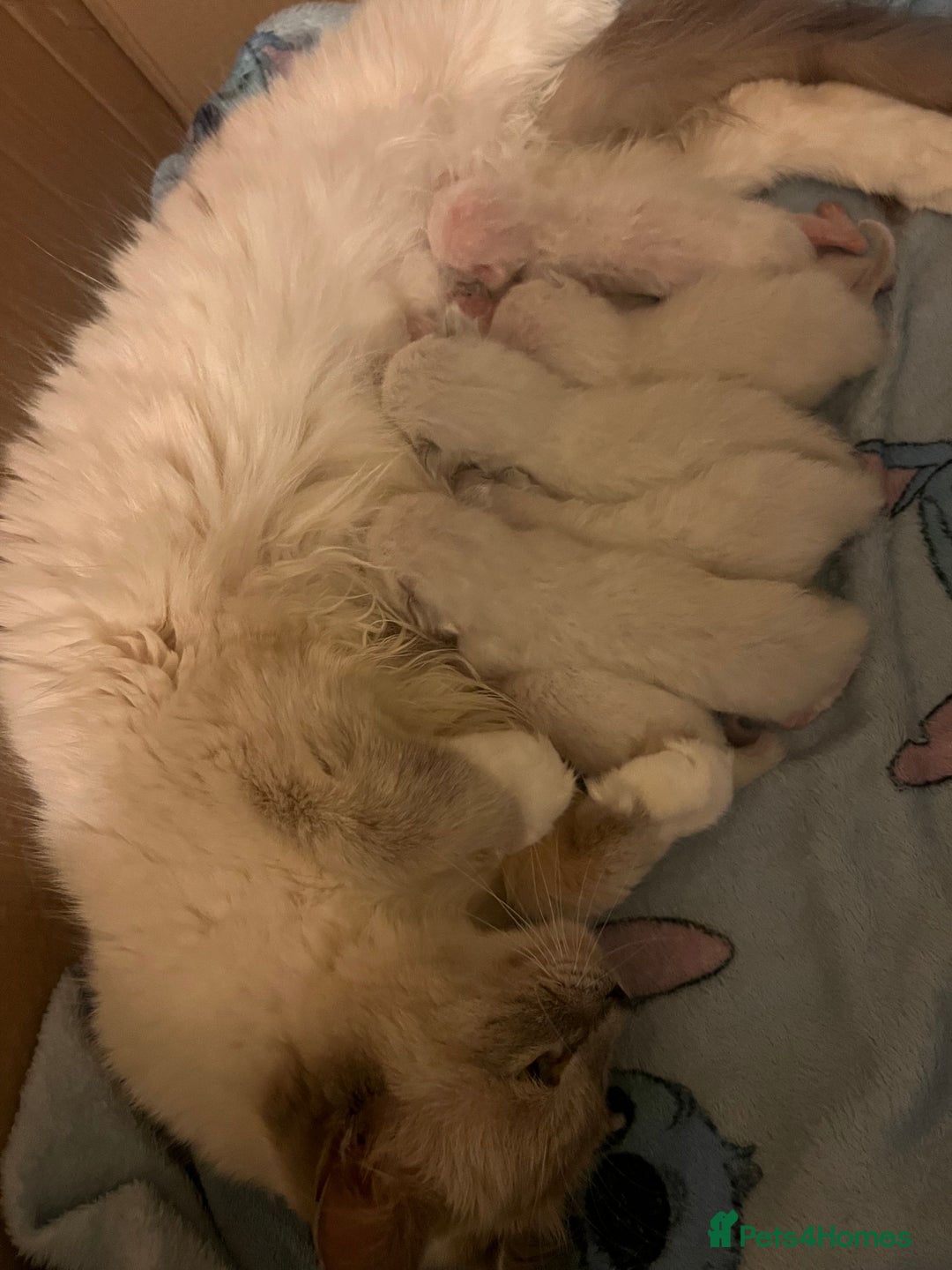 Ragdoll cats for sale: 6 Beautiful Ragdoll Kittens  - Image 4