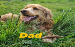 Cocker Spaniel dogs for sale: Show type cocker spaniel  - Image 12