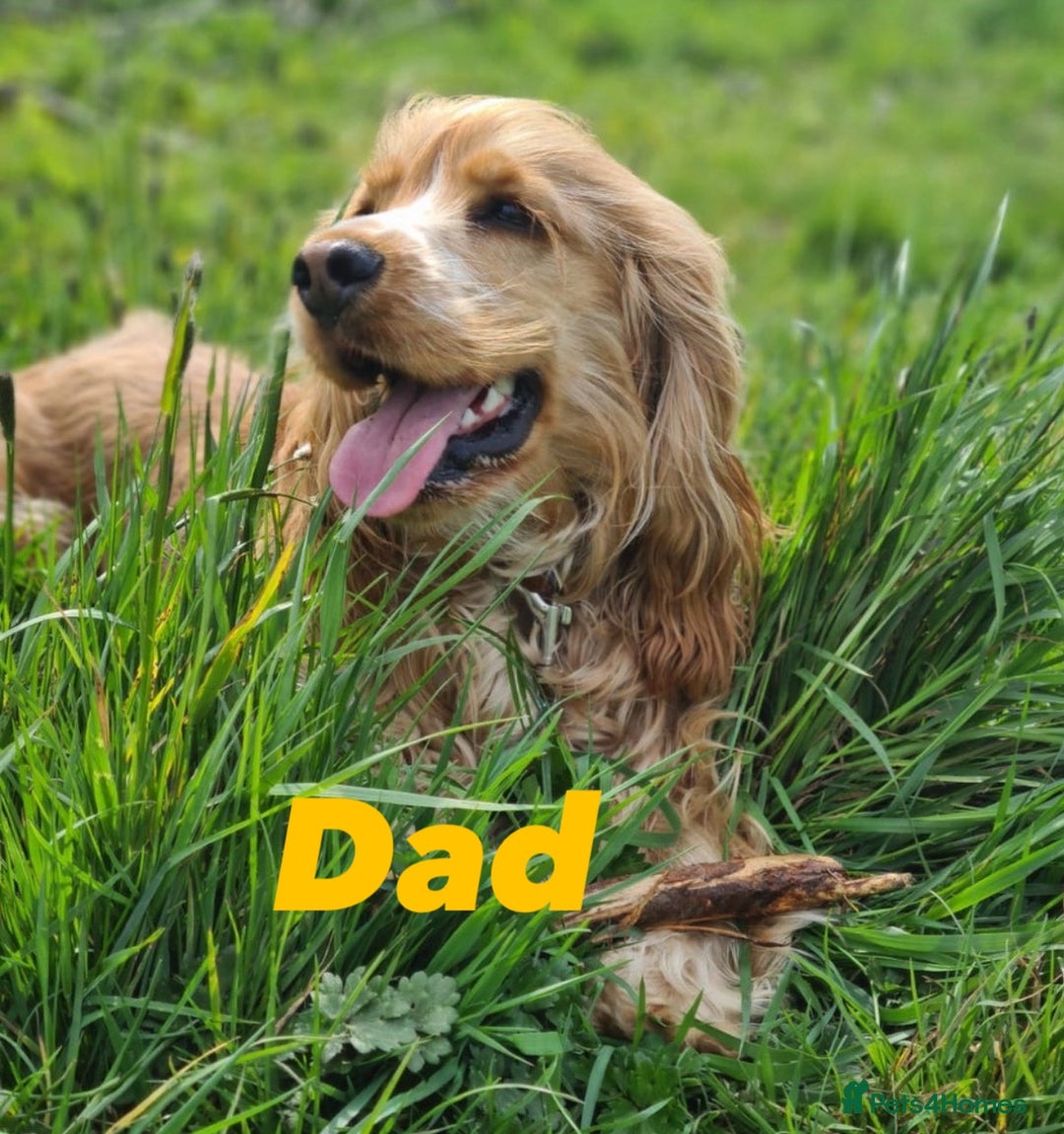 Cocker Spaniel dogs for sale: Show type cocker spaniel  - Image 12