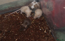 Mouse rodents for sale: Mixture of Fancy Mice For Sale  - Image 2