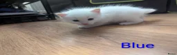 Ragamese cats for sale: Beautiful ragameise kittens  - Advert 15