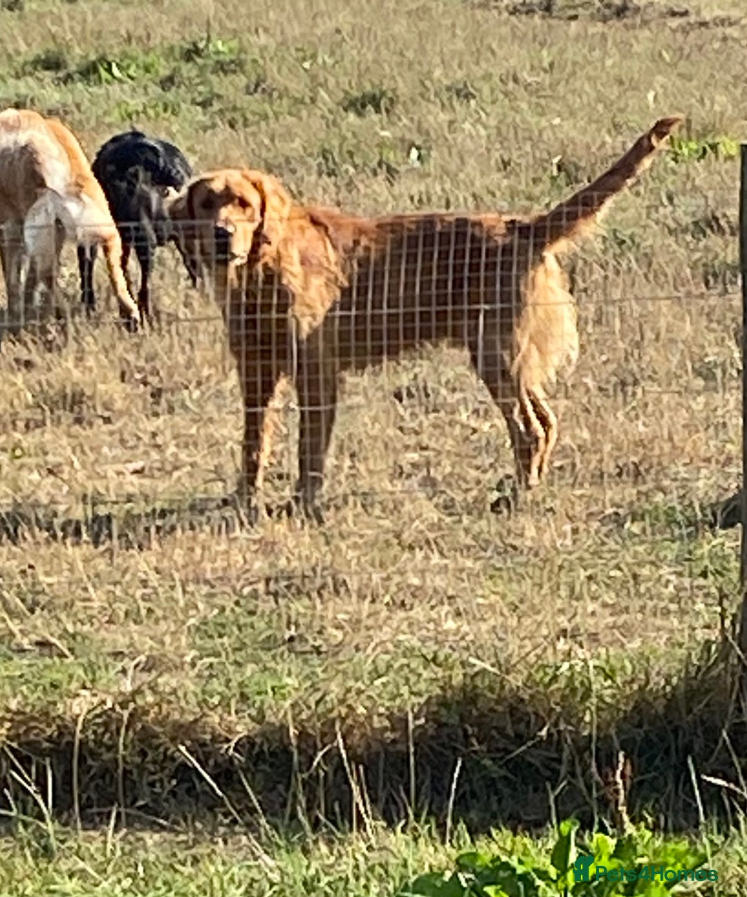 Golden Retriever dogs for sale: Golden retriever puppies  - Advert 11