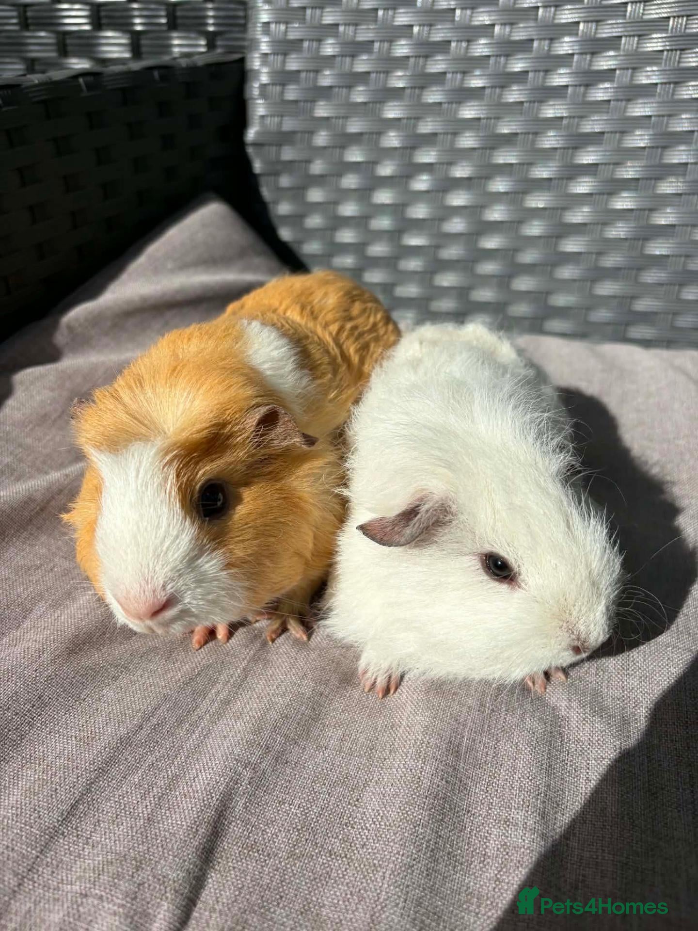 Guinea Pig rodents Sows and Trio of Boars  - Advert 2