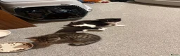 Domestic Shorthair cats for sale: Kittens ready for new homes in Burton-on-Trent - Advert 5