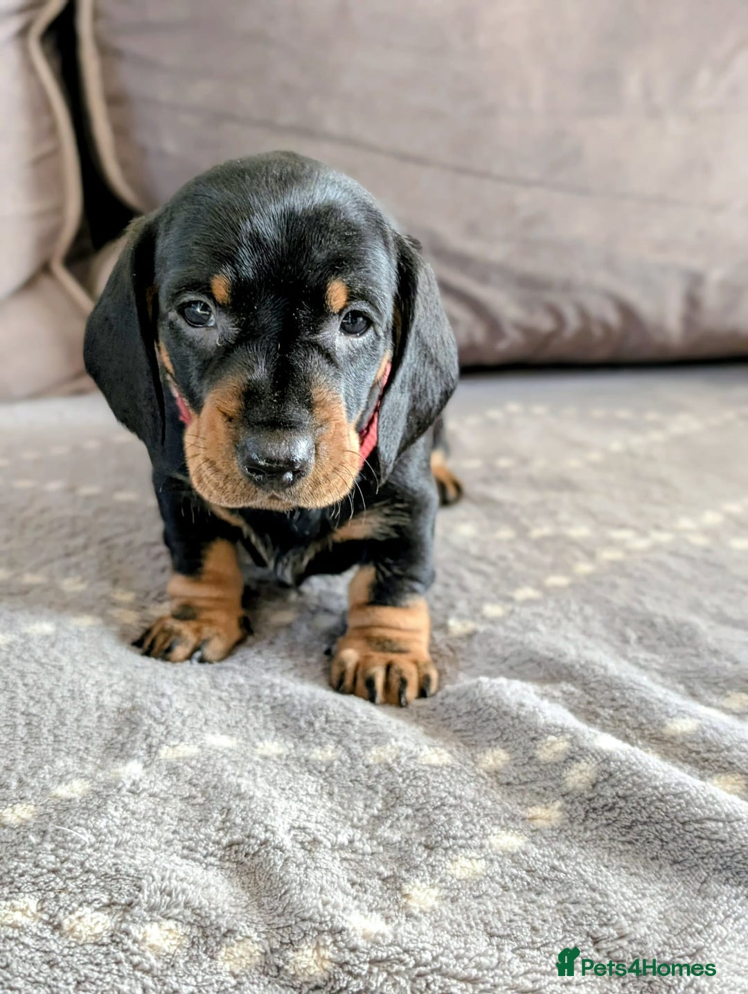 Dachshund dogs for sale: Champions Line/Show Quality Standard Dachshund - Advert 34