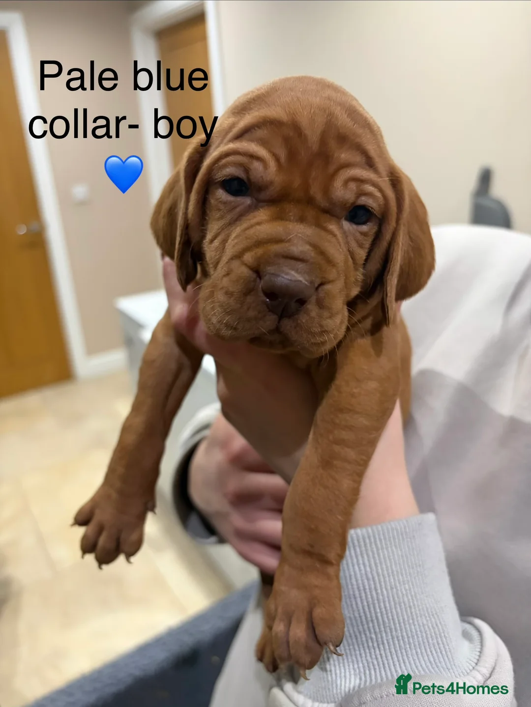 Hungarian Vizsla dogs for sale: 🌟Beaut snooth hair Vizsla Pups🐶🐶🐶 👀 for 🏠🌟 - Advert 30