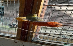 Budgerigars birds for sale: Budgies  - Image 2