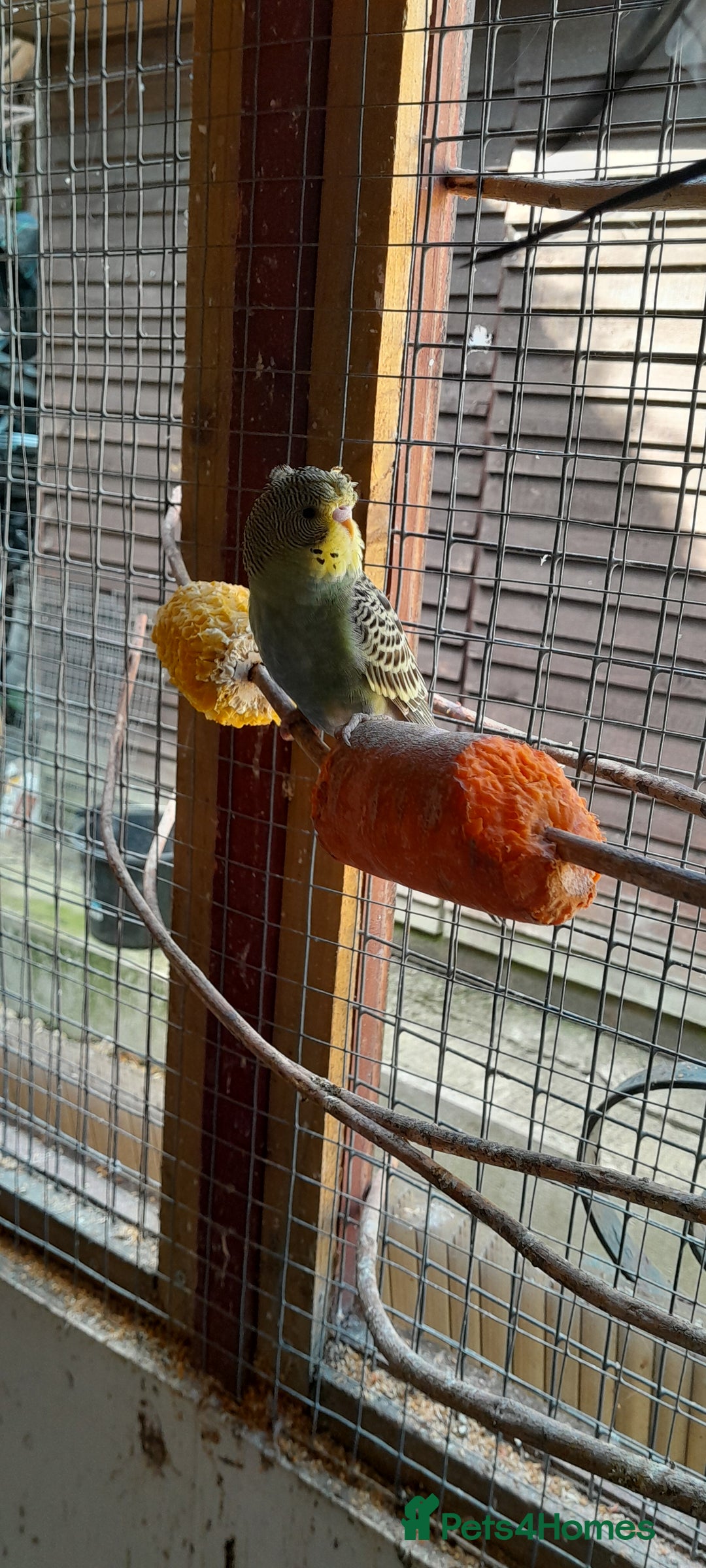 Budgerigars birds for sale: Budgies  - Image 2