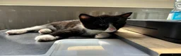 Mixed Breed cats for sale: Fluffy black and white, and black kittens  - Advert 6