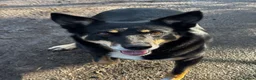 Mixed Breed dogs for sale: Kelpie cross Collie  - Advert 7