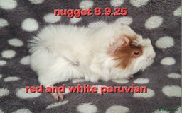Guinea Pig rodents for sale: Adult and baby girl guinea pigs - Image 4