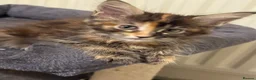 Maine Coon cats for sale: GCCF PEDIGREE MAINECOON KITTENS - Advert 11