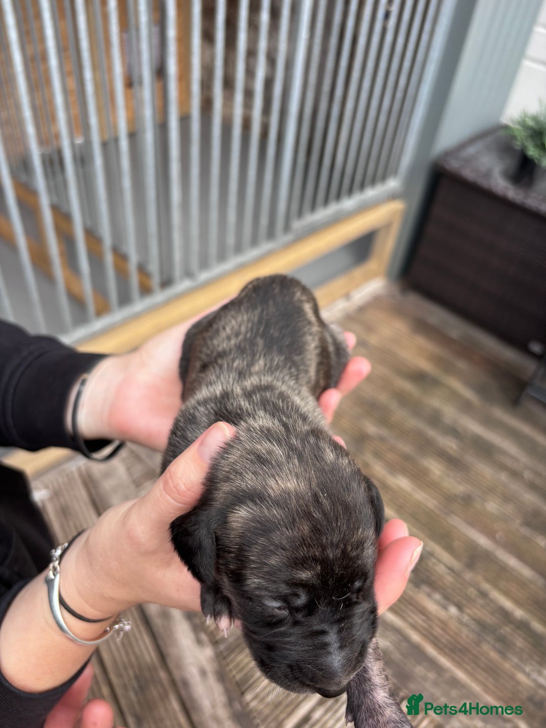 Lurcher dogs for sale: Whippet/greyhound/bull X greyhound/whippet/collieX - Image 3