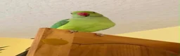 Parrots birds for sale: Tamed baby ring neck talking parrot in Wembley - Advert 3