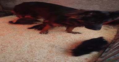 German Shepherd dogs - Advert 2