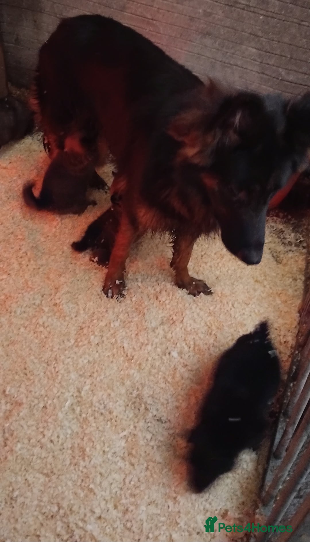 German Shepherd dogs for sale: German shepherd pups  - Image 18