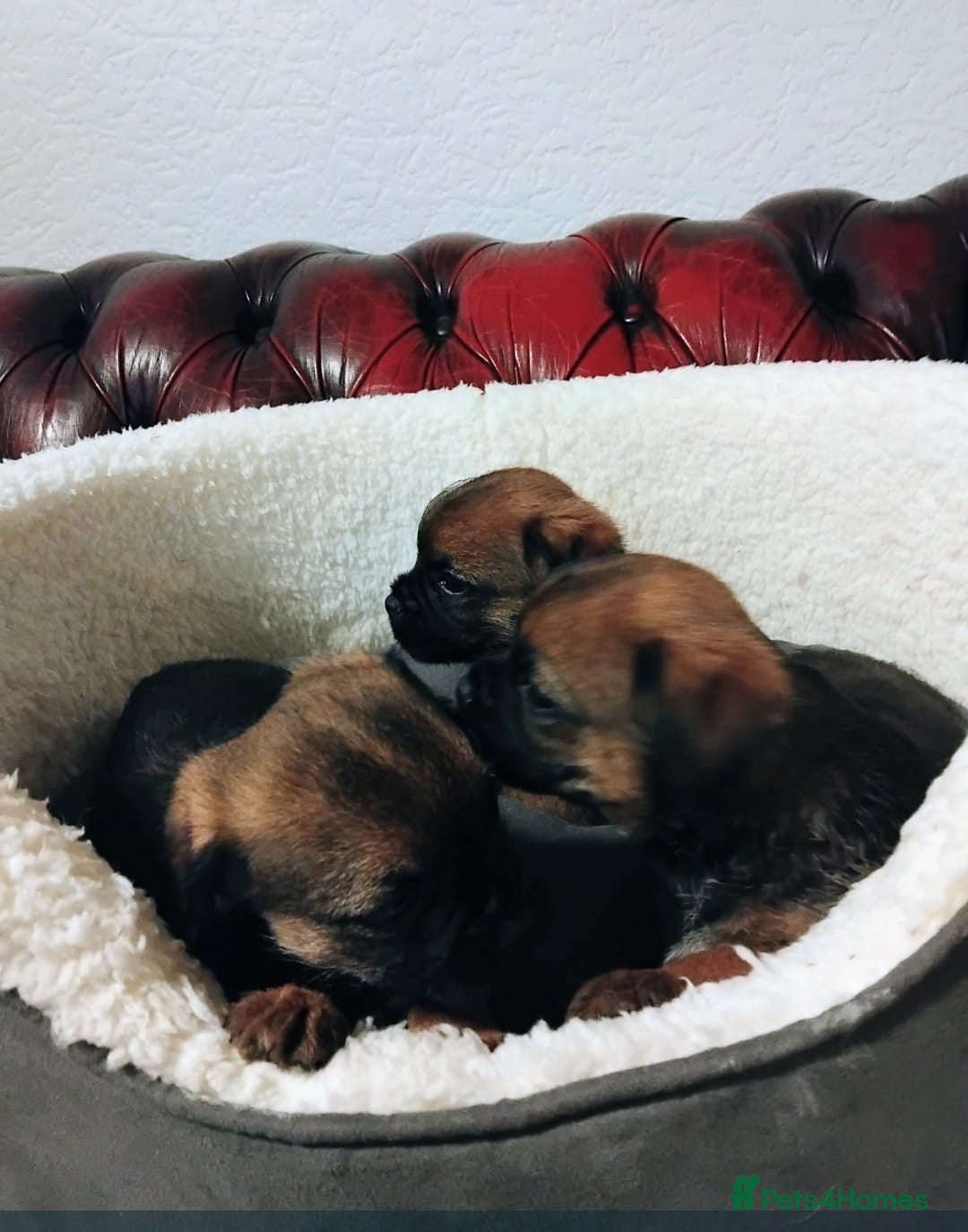 Border Terrier dogs for sale: BORDER TERRIER PUPS KC REG SLEM CLEAR - Image 3