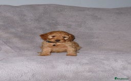 Cockapoo dogs for sale: Cockerpoo puppies  - Advert 11