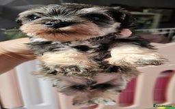 Schnoodle dogs for sale: 2 beautiful schnoodles  - Image 13